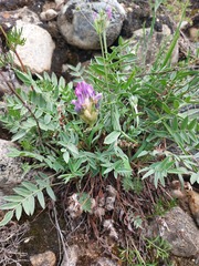 Oxytropis nitens