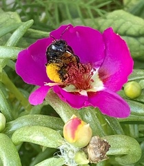 Melissodes bimaculatus
