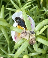 Melissodes bimaculatus