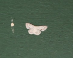 Scopula julietae