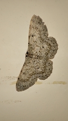 Catoria sublavaria