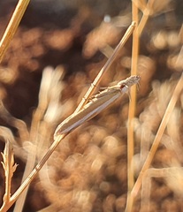 Pleurota aristella
