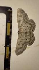 Catoria sublavaria