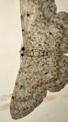 Catoria sublavaria