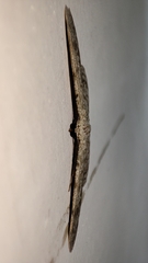 Catoria sublavaria