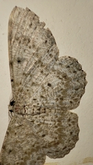 Catoria sublavaria