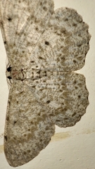 Catoria sublavaria