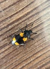 Episcapha quadrimacula