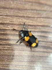 Episcapha quadrimacula