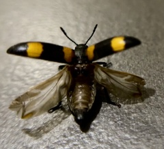 Episcapha quadrimacula