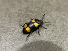 Episcapha quadrimacula