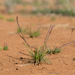 Tripogonella loliiformis