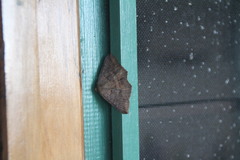 Hypospila similis