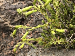 Silene struthioloides