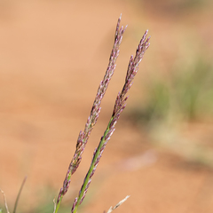 Tripogonella loliiformis