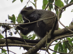 Cercopithecus mitis