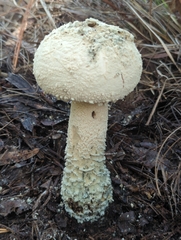 Amanita pelioma