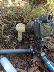 Amanita pelioma