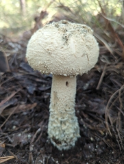 Amanita pelioma