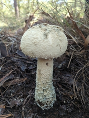 Amanita pelioma