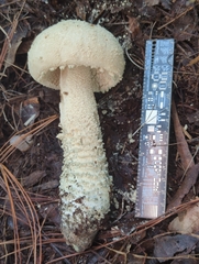 Amanita pelioma