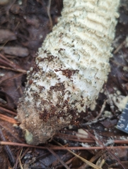Amanita pelioma