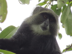Cercopithecus mitis