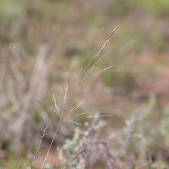 Sporobolus actinocladus