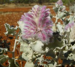 Ptilotus rotundifolius