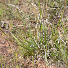 Sporobolus actinocladus
