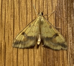 Choristostigma plumbosignalis