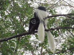 Colobus caudatus