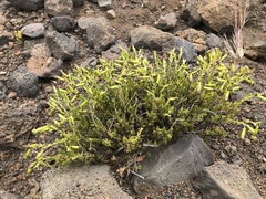 Silene struthioloides