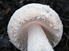 Amanita pelioma