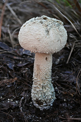 Amanita pelioma