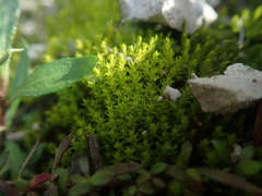 Didymodon torquatus