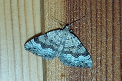 Colostygia aptata