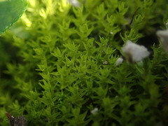 Didymodon torquatus