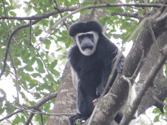 Colobus caudatus
