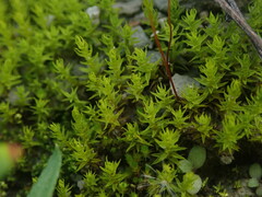 Didymodon torquatus