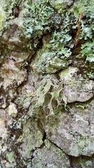Ramalina obtusata