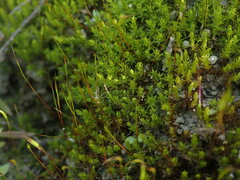 Didymodon torquatus