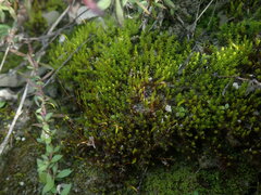 Didymodon torquatus