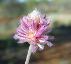 Ptilotus helipteroides