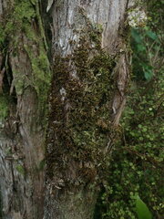 Macromitrium gracile