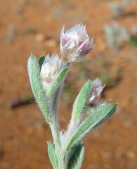 Ptilotus helipteroides