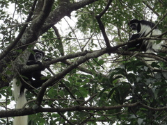 Colobus caudatus