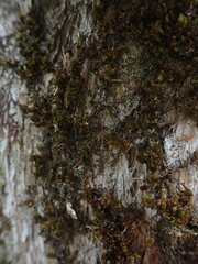 Macromitrium gracile