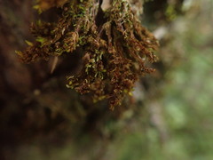 Macromitrium gracile