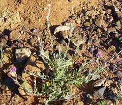 Ptilotus helipteroides